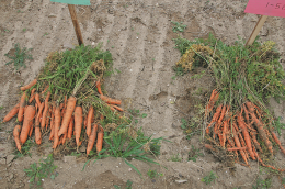 Résistance de la carotte au nématode, Meloidogyne incognita incognita